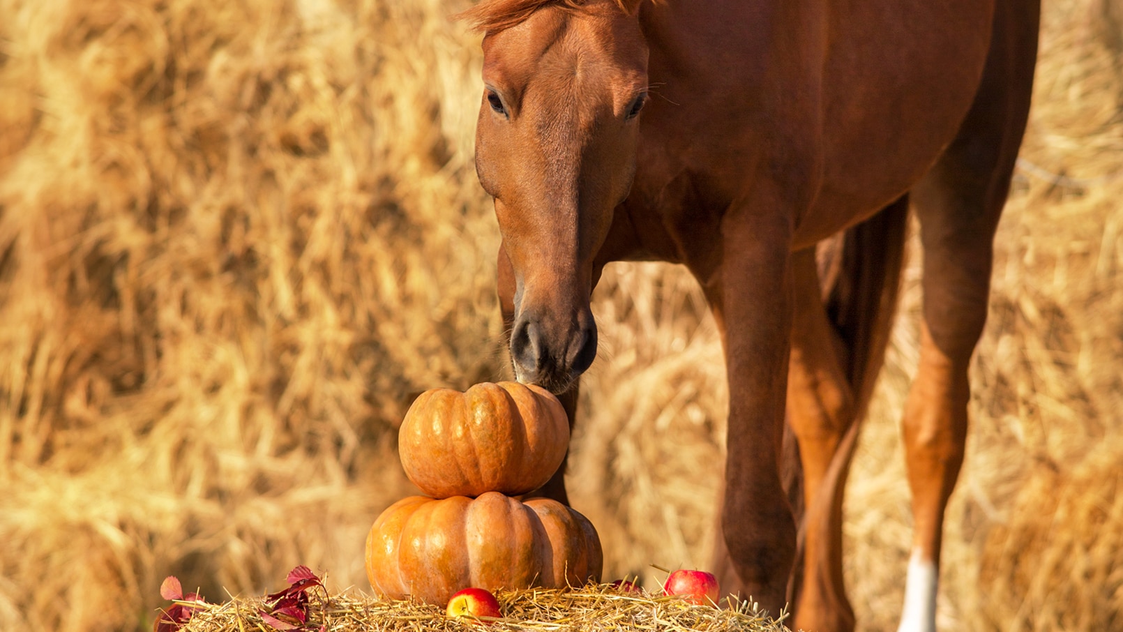 Can Horses Eat Pumpkin?