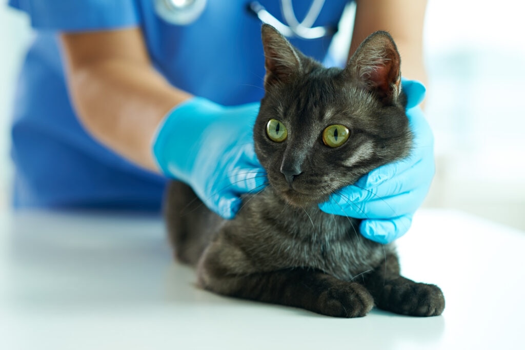 feline infectious peritonitis; a pet is examined by a vet for FIP in cats.