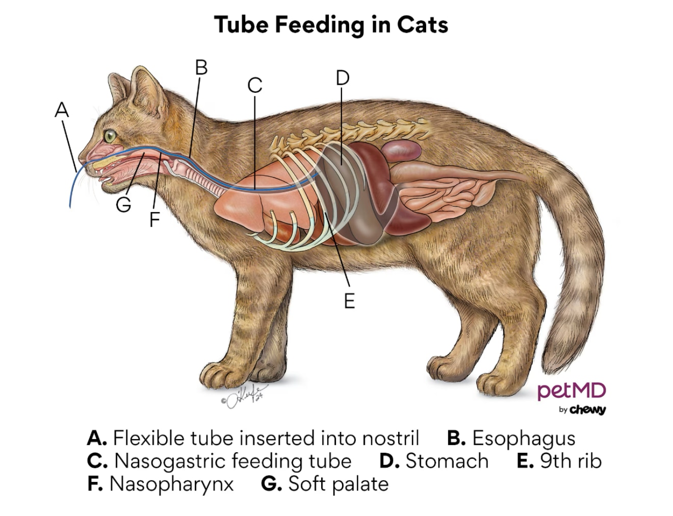 PetMD by Chewy