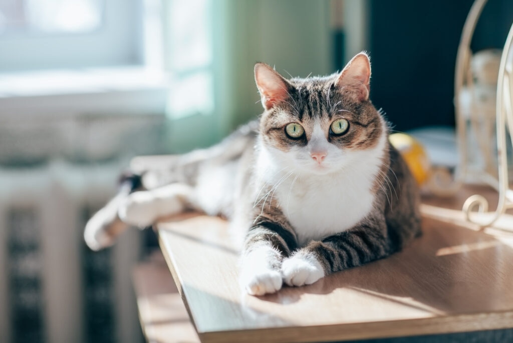 A cat lounges.