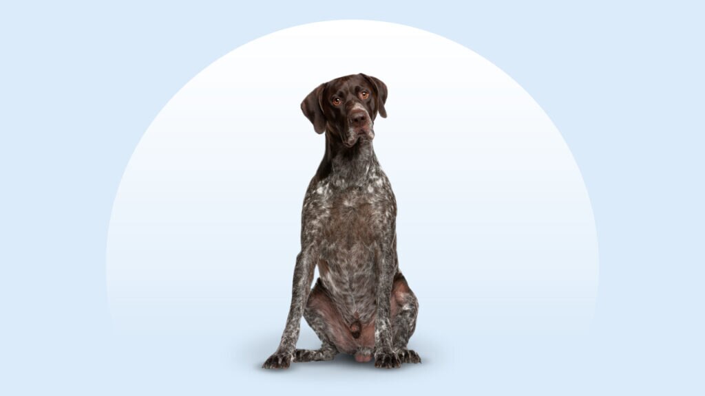 german shorthaired pointer lying in grass with his tongue out