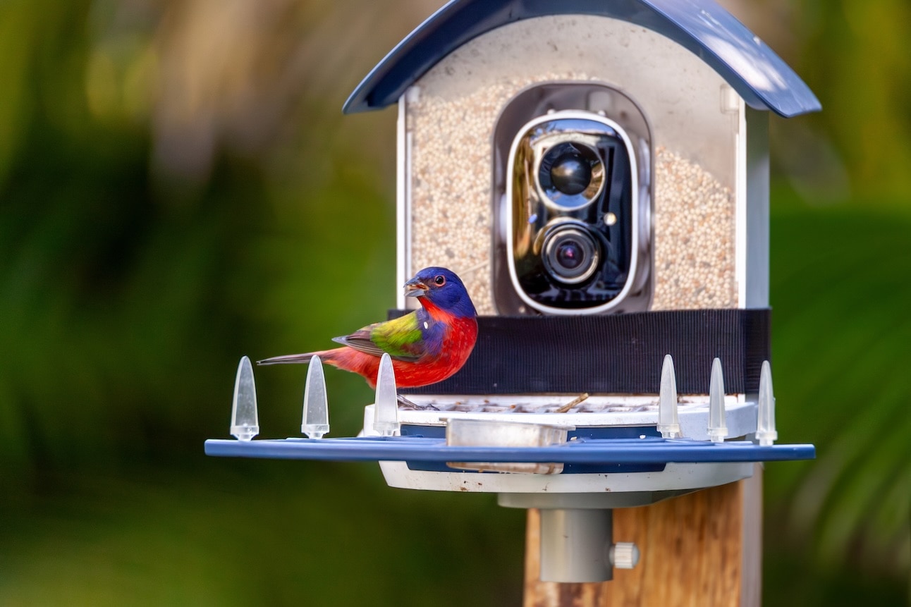 Your Guide to Finding a Smart Bird Feeder That’s Right for Your Yard