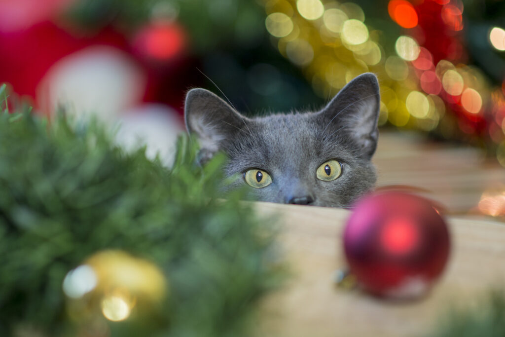 a cat looks at a holiday ornament during the holiday season