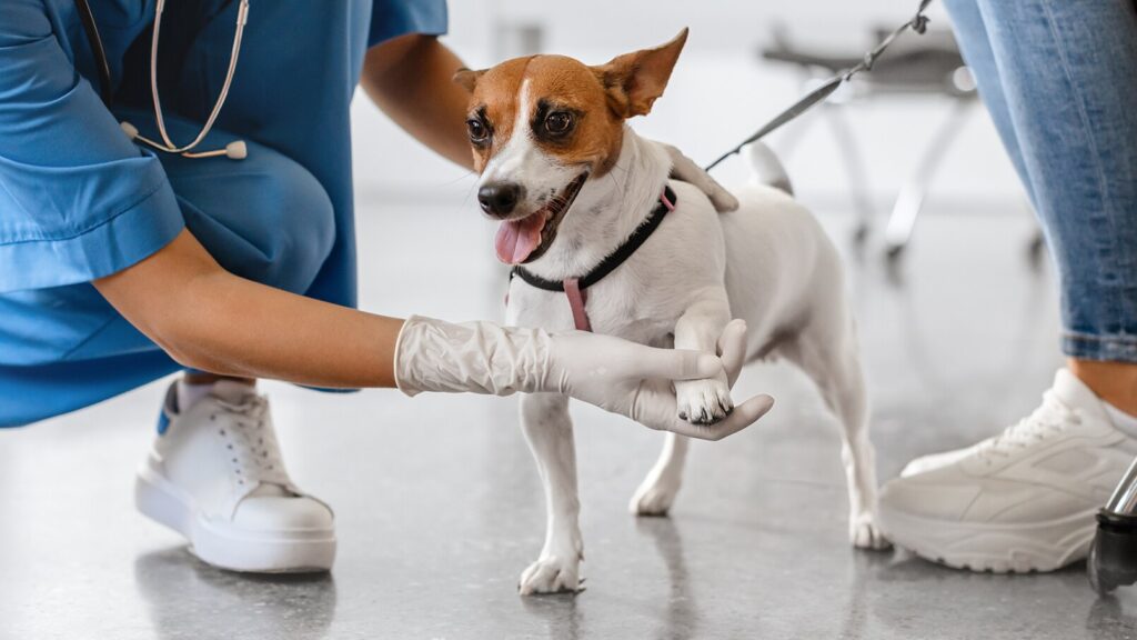 adequan canine for dogs: veterinarian examining dog’s paw at clinic