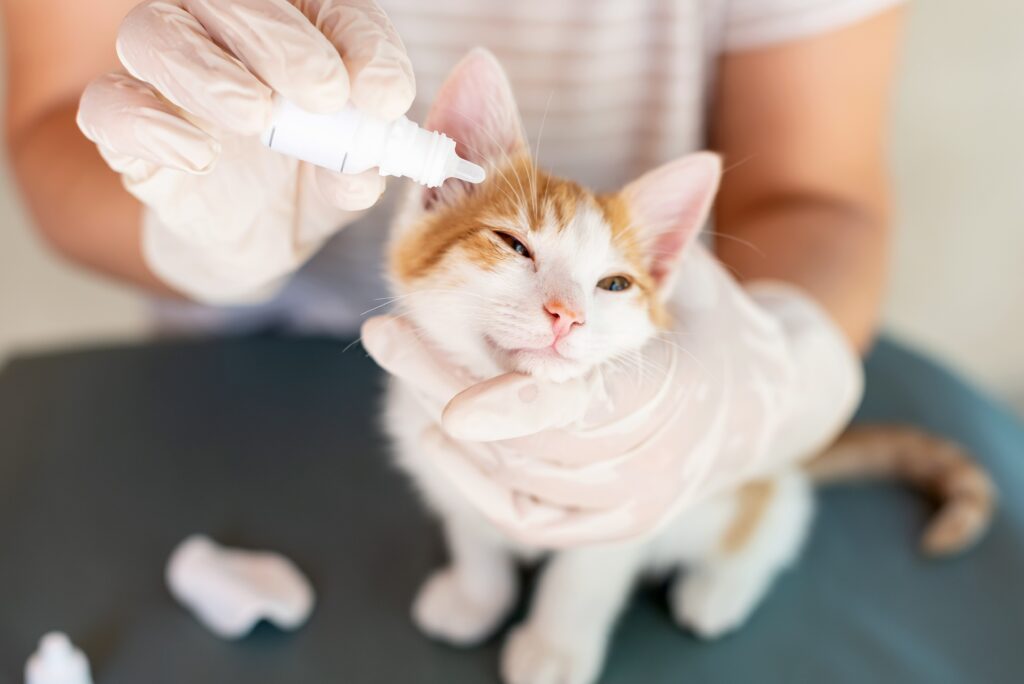 terramycin for cats: vet putting eye drops on cat eyes