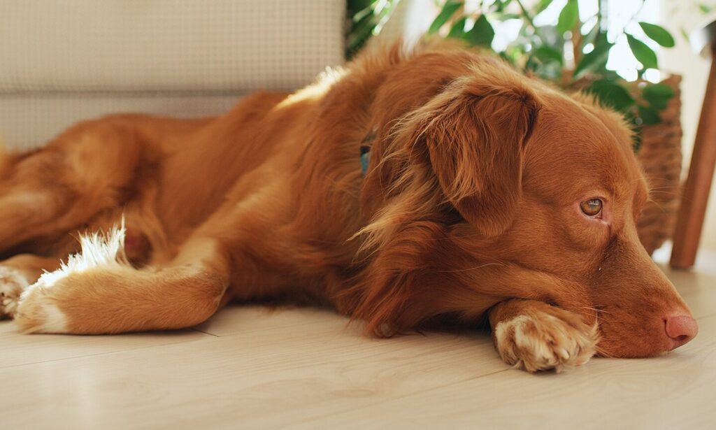 dog lays on floor of living room