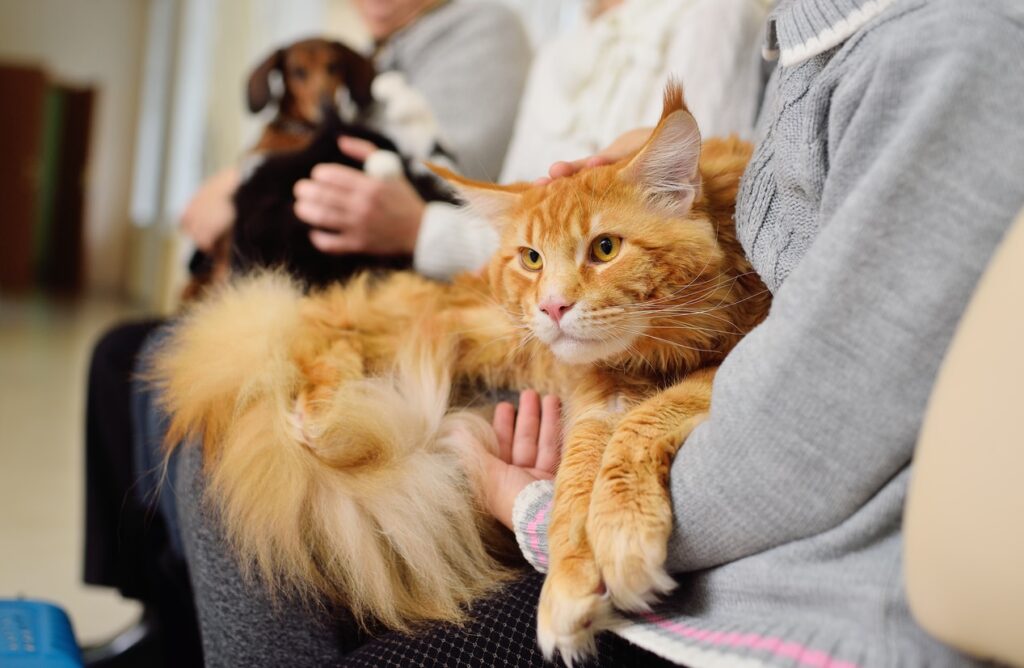 cat-sitting-on-lap-of-human