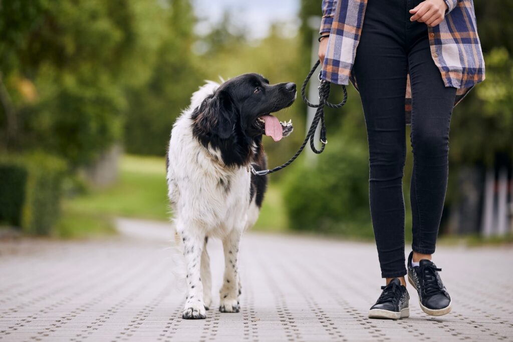 large fluffy dog being walking on leash next to human.