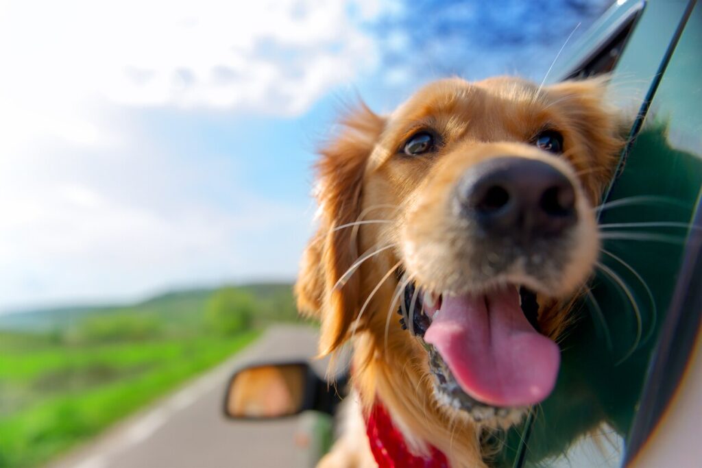 golden dog with head out of car window after taking cerenia to help with motion sickness in dogs.