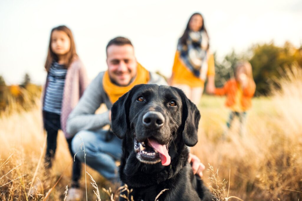 black-lab-in-field-with-family