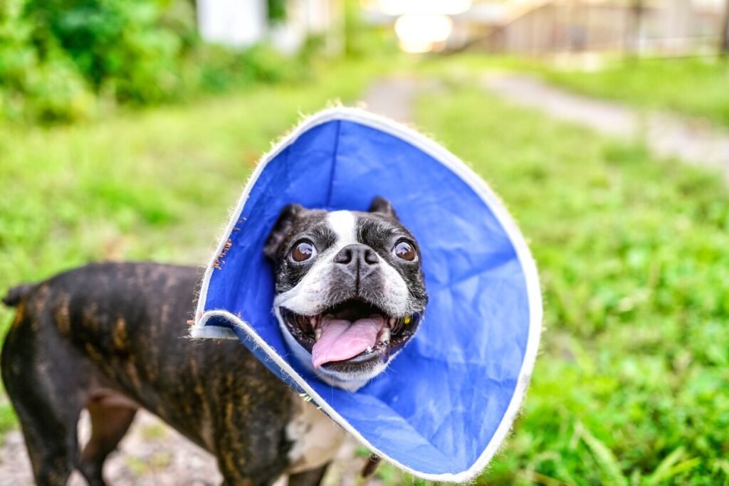dog-with-blue-cone-around-head