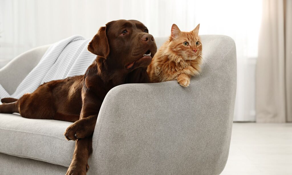 dog and cat on couch
