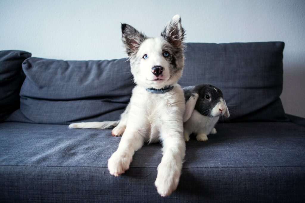 dog-and-bunny-sitting-on-couch