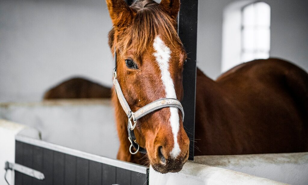 banamine for horses: brown horse in white stable