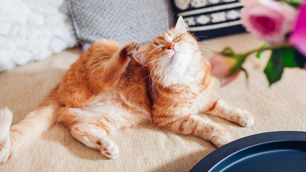 credelio for cats: itchy cat in home
