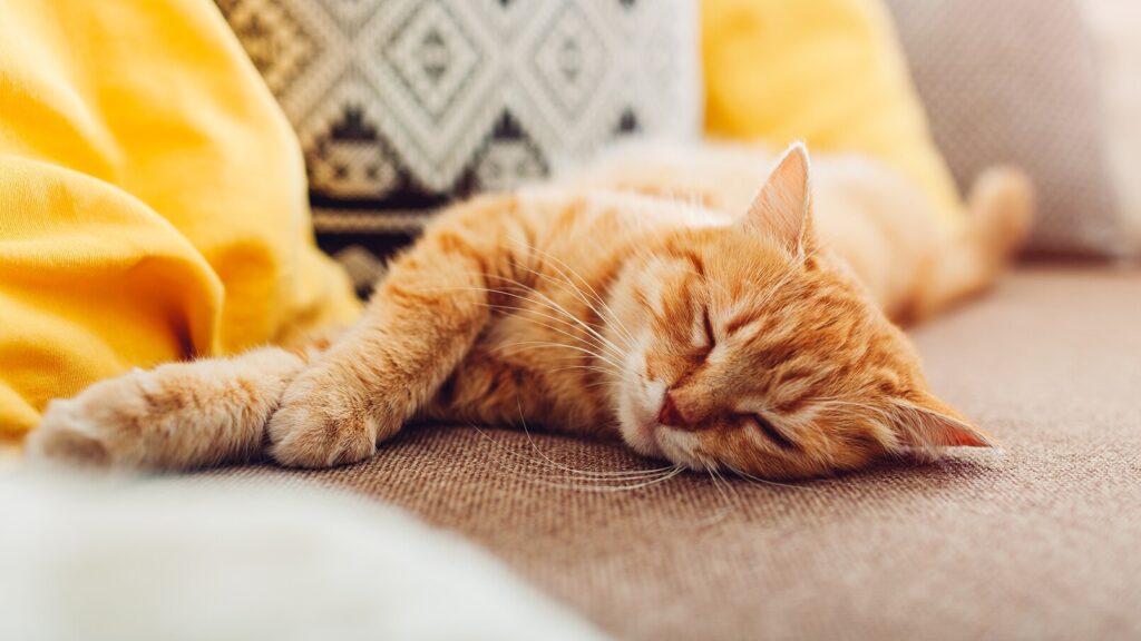 famciclovir for cats: lethargic cat sleeping on couch