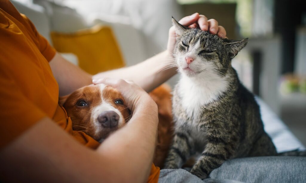 pet parent with cat and dog on couch