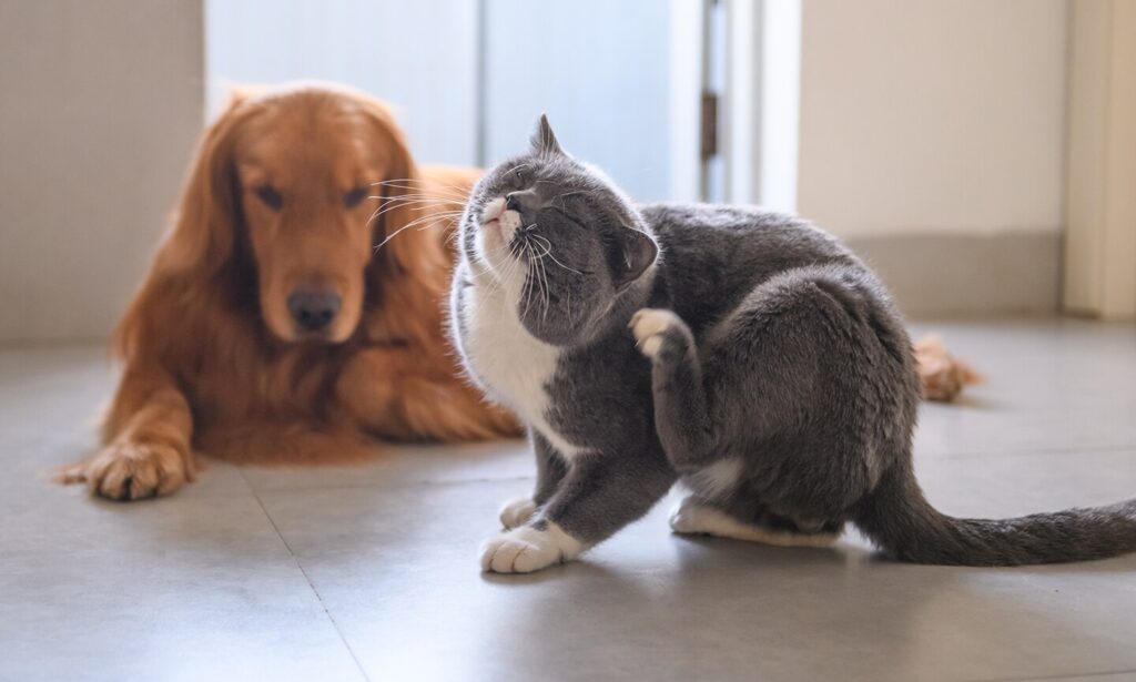 revolution for cats and dogs: cat scratching head with dog in background