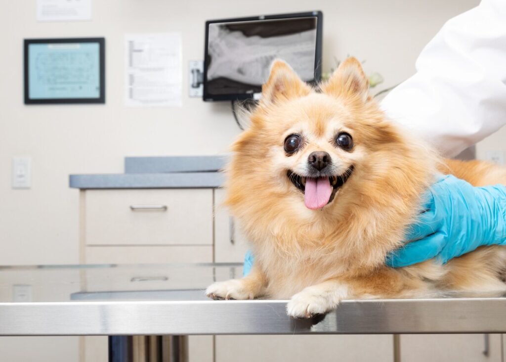 pomeranian-sitting-on-vet-table