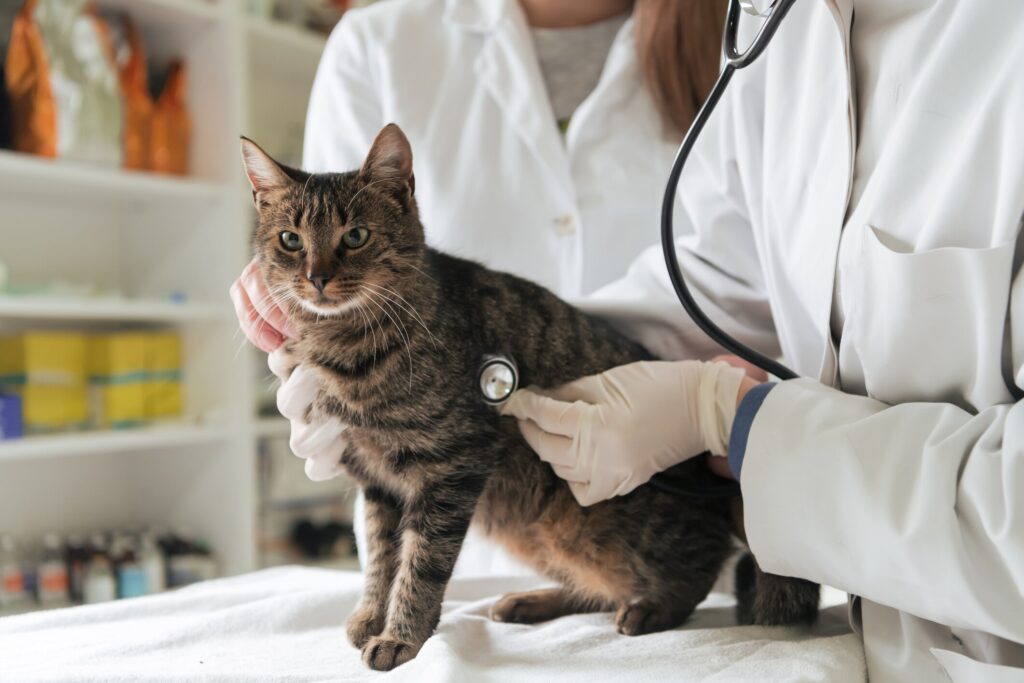 Enrofloxacin (Baytril®) for Dogs and Cats Dog, Cat, Pet Medication