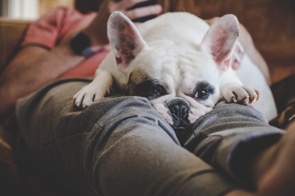 bulldog-laying-on-human-lap