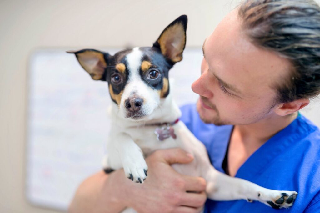 vet-holding-small-dog