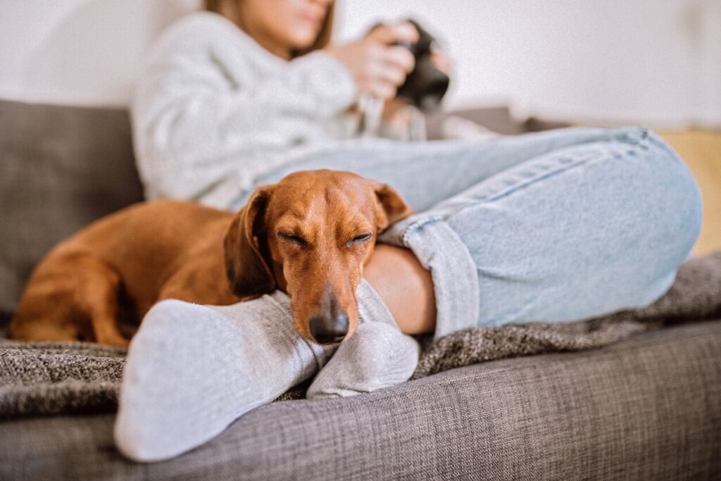 dachshund-dog-sleeping-on-human-feet