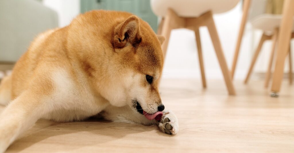 ketoconazole for dogs: dog licking paw on kitchen floor