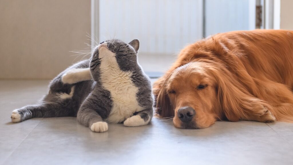 animax ointment for dogs and cats: cat scratching ear next to dog