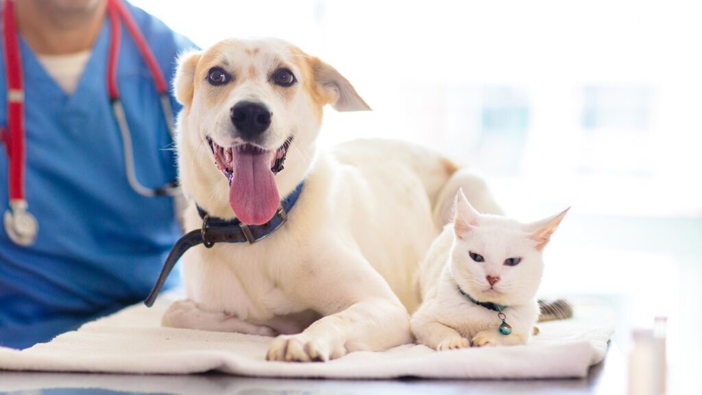 clopidogrel for dogs and cats: dog and cat at a vet clinic