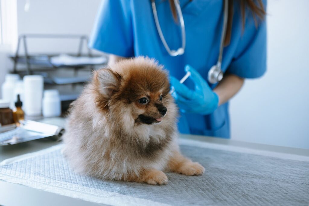 pomeranian-lying-on-vet-table