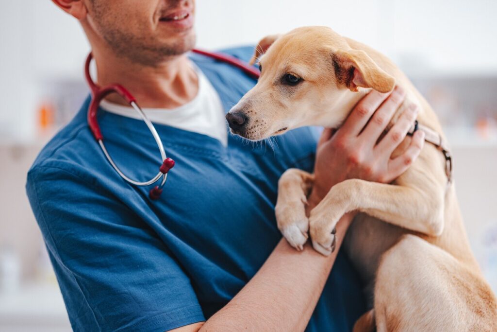 vet carrying puppy at vet office