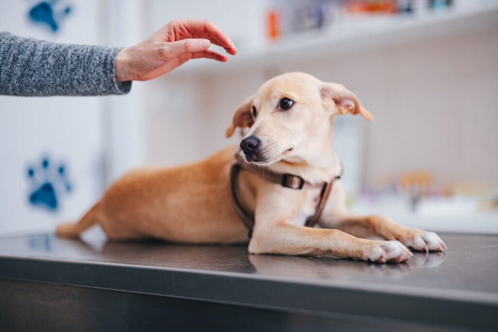 woman petting her dog at vet appointment