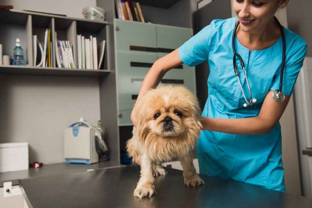vet examining fluffy dog in clinic