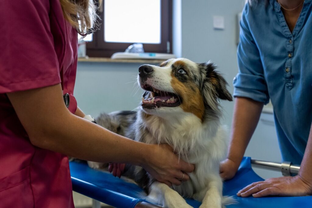 aussie-dog-at-vet-office