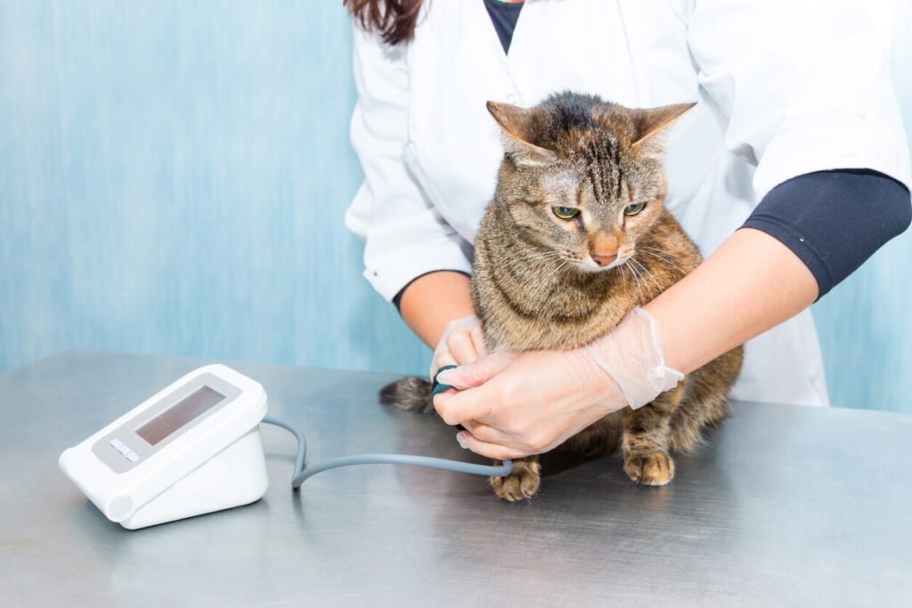 cat getting their blood pressure taken at vet