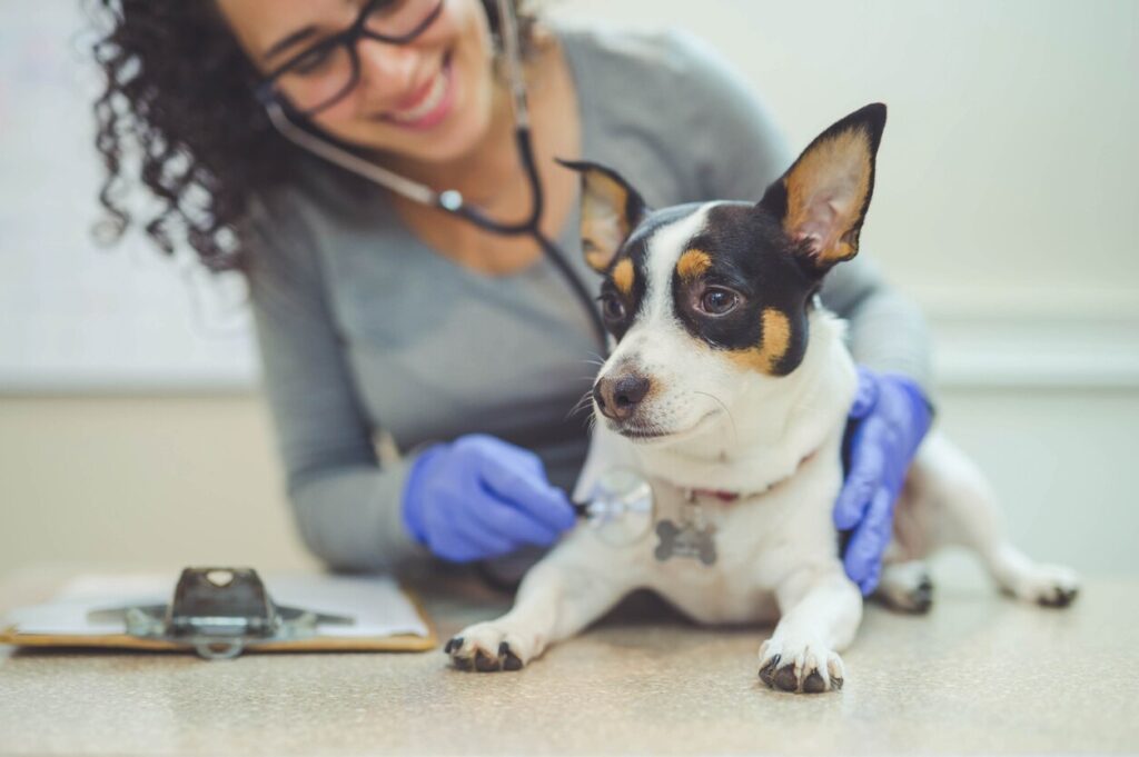 l-carnitine for dogs side effects L-CARNITINA BIOCARE – Tienda de la Estética / Vella Estética