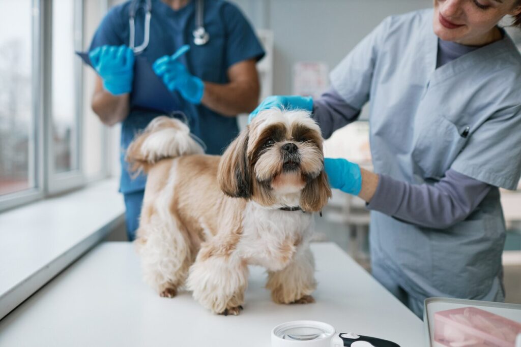 dog standing on vet table for exam