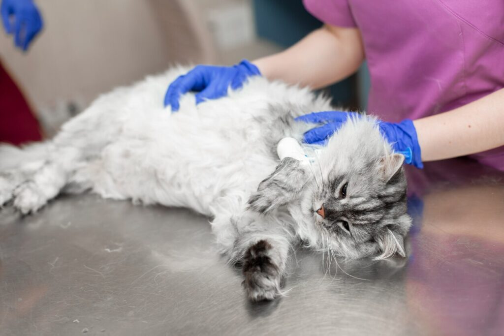 cat lying down on vet table