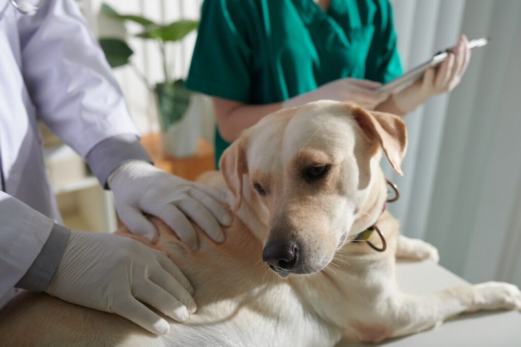 dog at vet exam