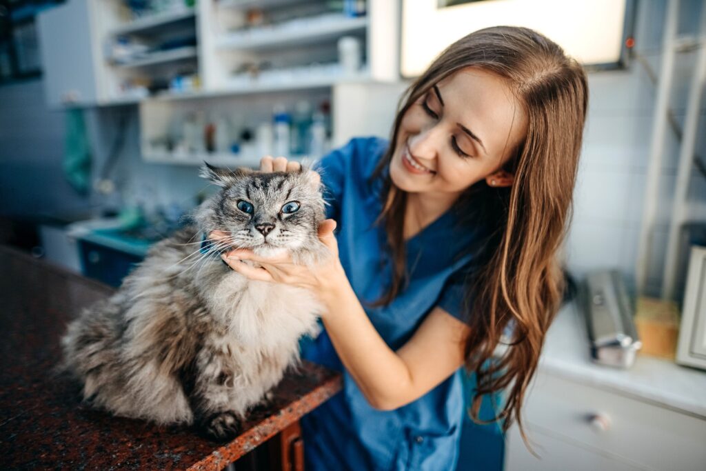 vet petting a gray cat on exam table