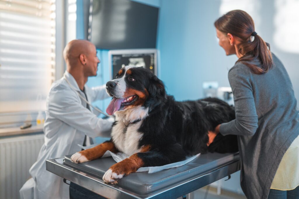 Bernese mountain dog lying on exam table