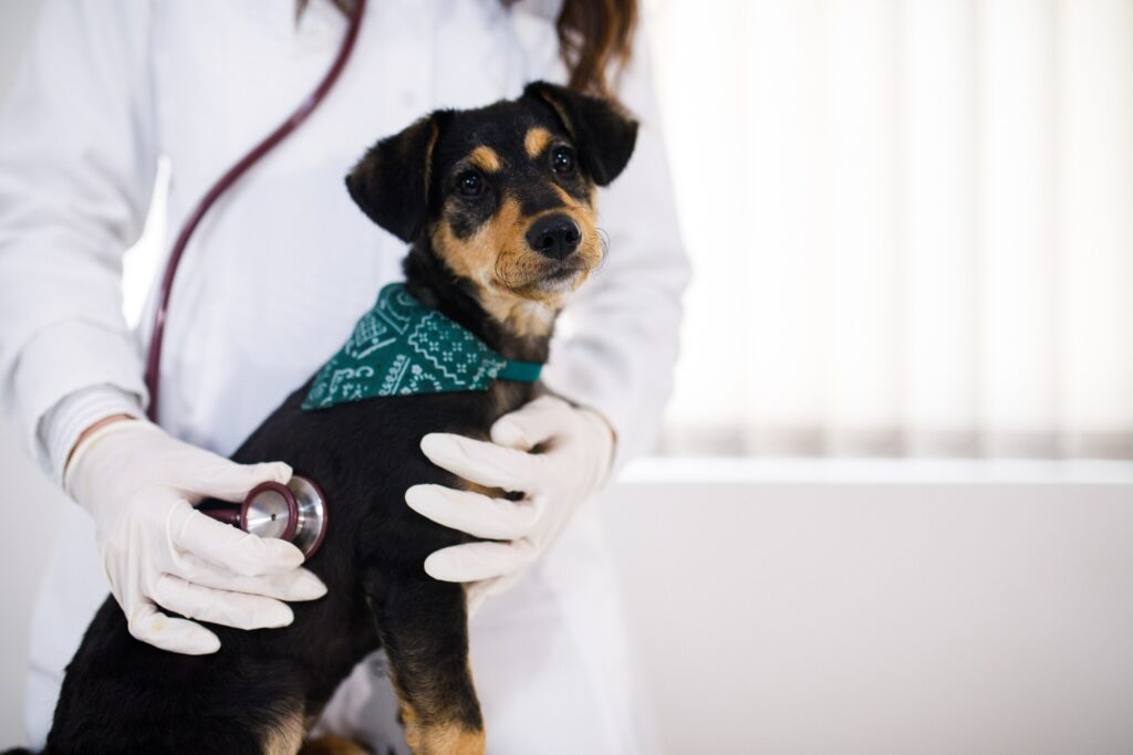 dog with bandana sitting on exam table