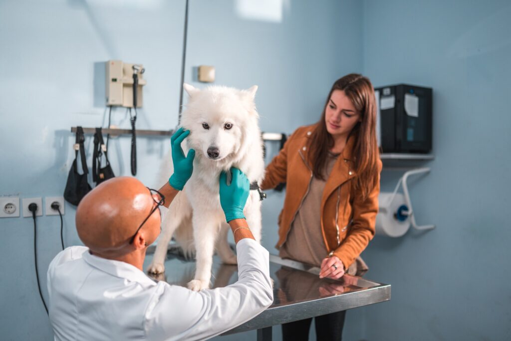 dog on table while vet looks at him