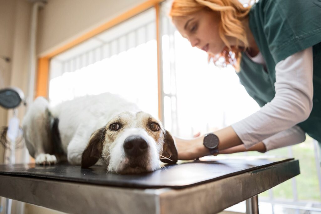 vet examining dog on exam table