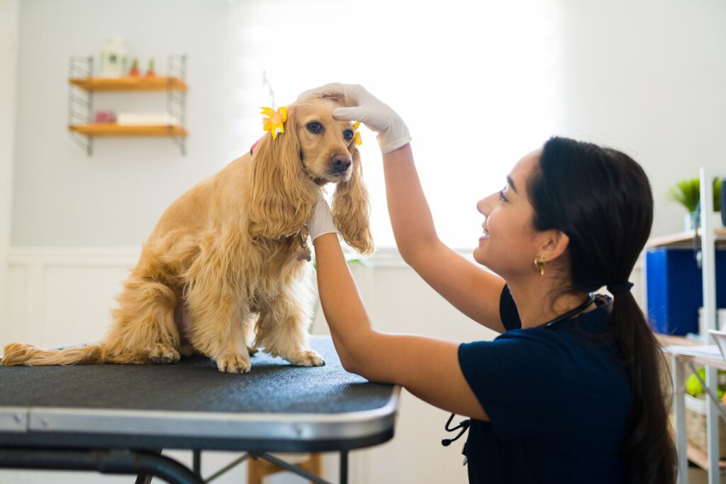 dog on table with bows in hair during get examination