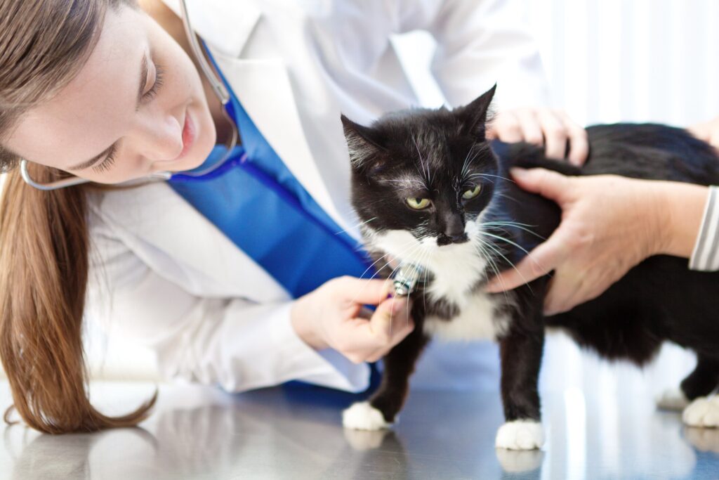 vet using stethoscope to check cat's heartbeat