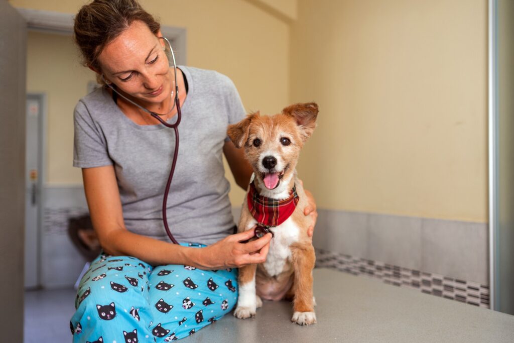 vet checking heart rate of scruffy dog
