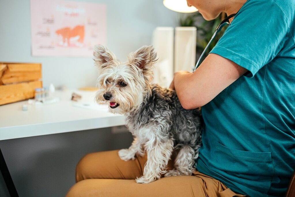 fluffy terrier getting heart checked on vet lap