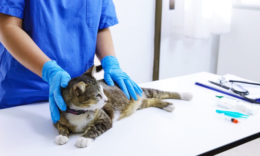 cat lying on vet table